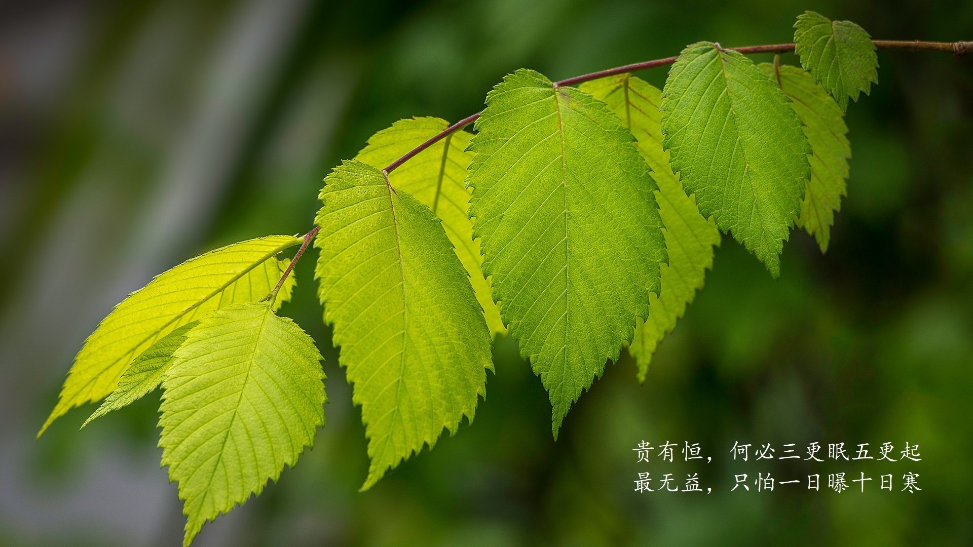 雷霆大胜太阳，全明星赛前哨战中亚历山大锁死对手，亚历山大雷霆合同